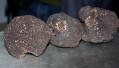 La truffe du Périgord à Bordeaux La truffe du Périgord à Bordeaux